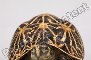 Turtle whole body reference 0003